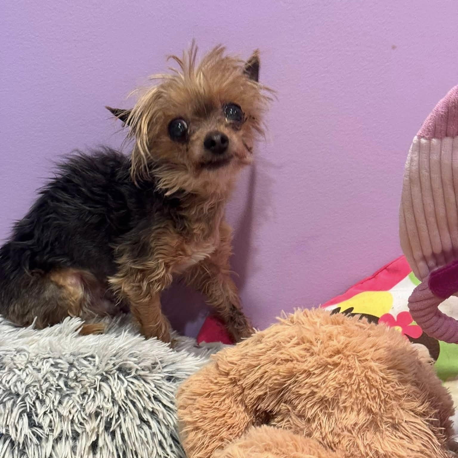 Enlarge Crumb, an adopted Yorkshire Terrier in Rockville, MD image 1/5