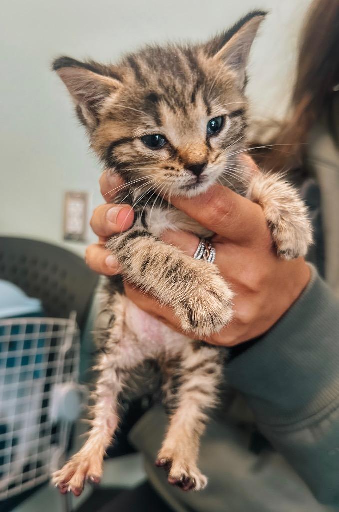 Zoologist, Adoptable, Kitten Female Domestic Short Hair.