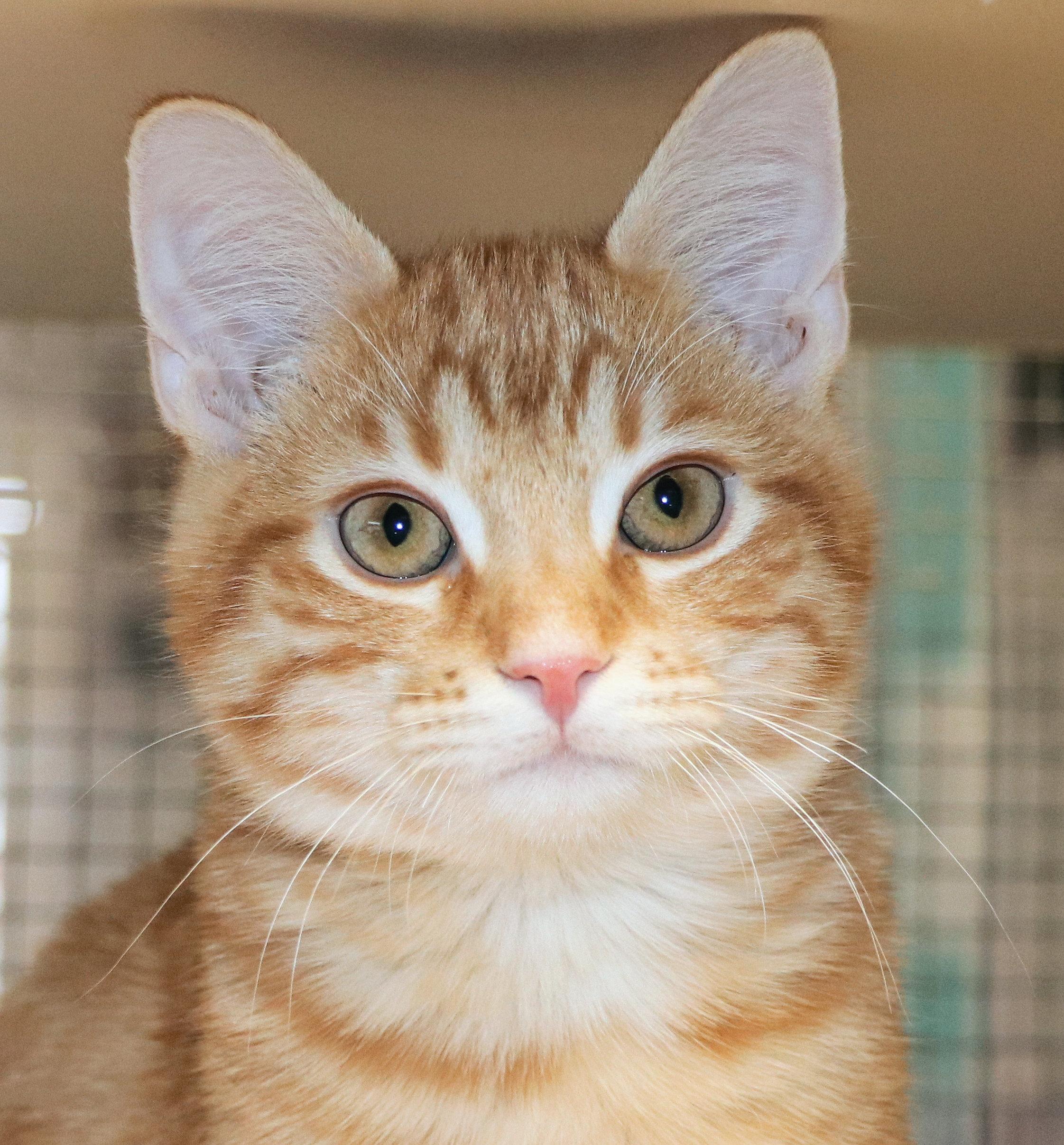 Enlarge Kincaid, an adopted Domestic Short Hair in Cincinnati, OH image 1/2