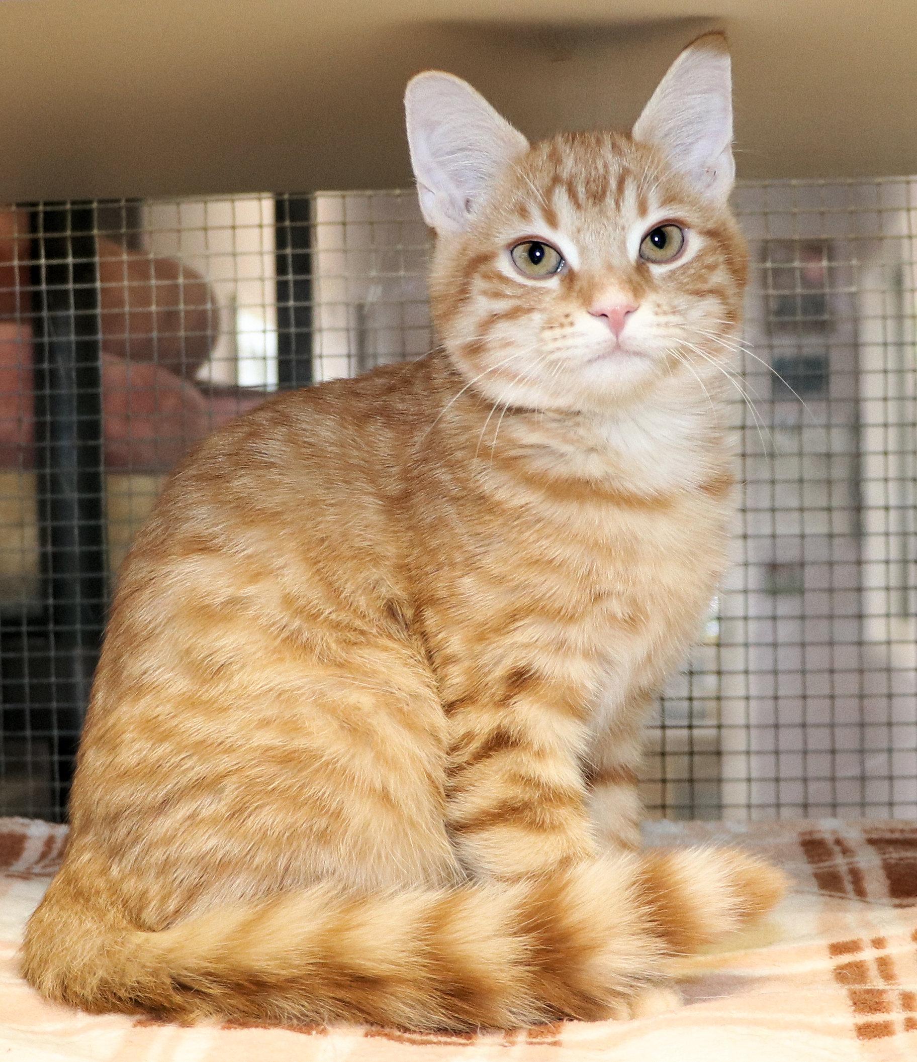 Enlarge Kincaid, an adopted Domestic Short Hair in Cincinnati, OH image 2/2