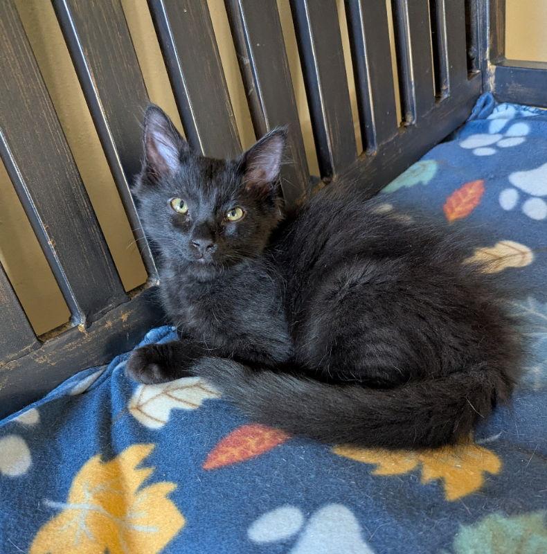 Shawn, Adopted, Young Male Domestic Long Hair.