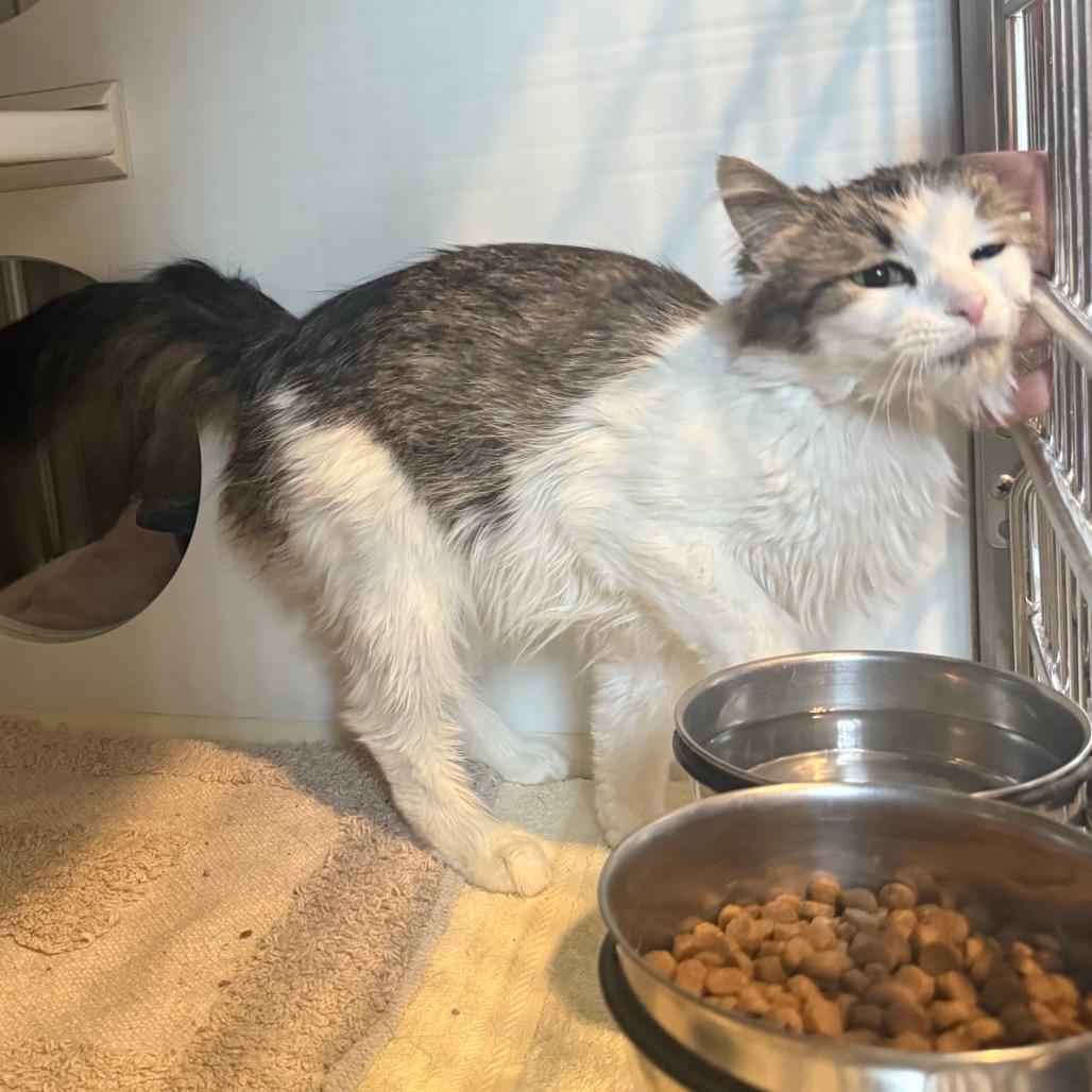 Penny, a Adoptable Domestic Medium Hair in Cedaredge, CO image 1/6