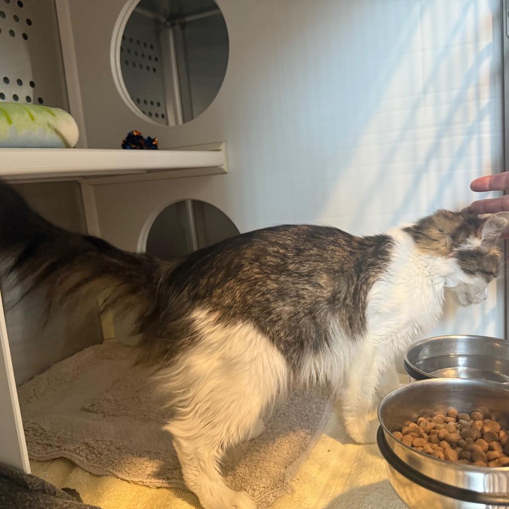 Penny, a Adoptable Domestic Medium Hair in Cedaredge, CO image 2/6