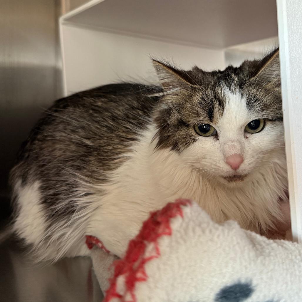 Penny, a Adoptable Domestic Medium Hair in Cedaredge, CO image 3/6