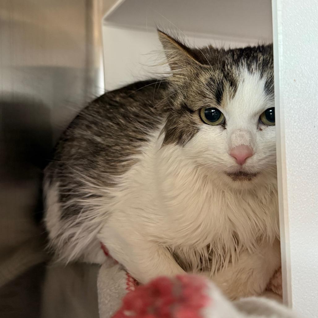 Penny, a Adoptable Domestic Medium Hair in Cedaredge, CO image 4/6