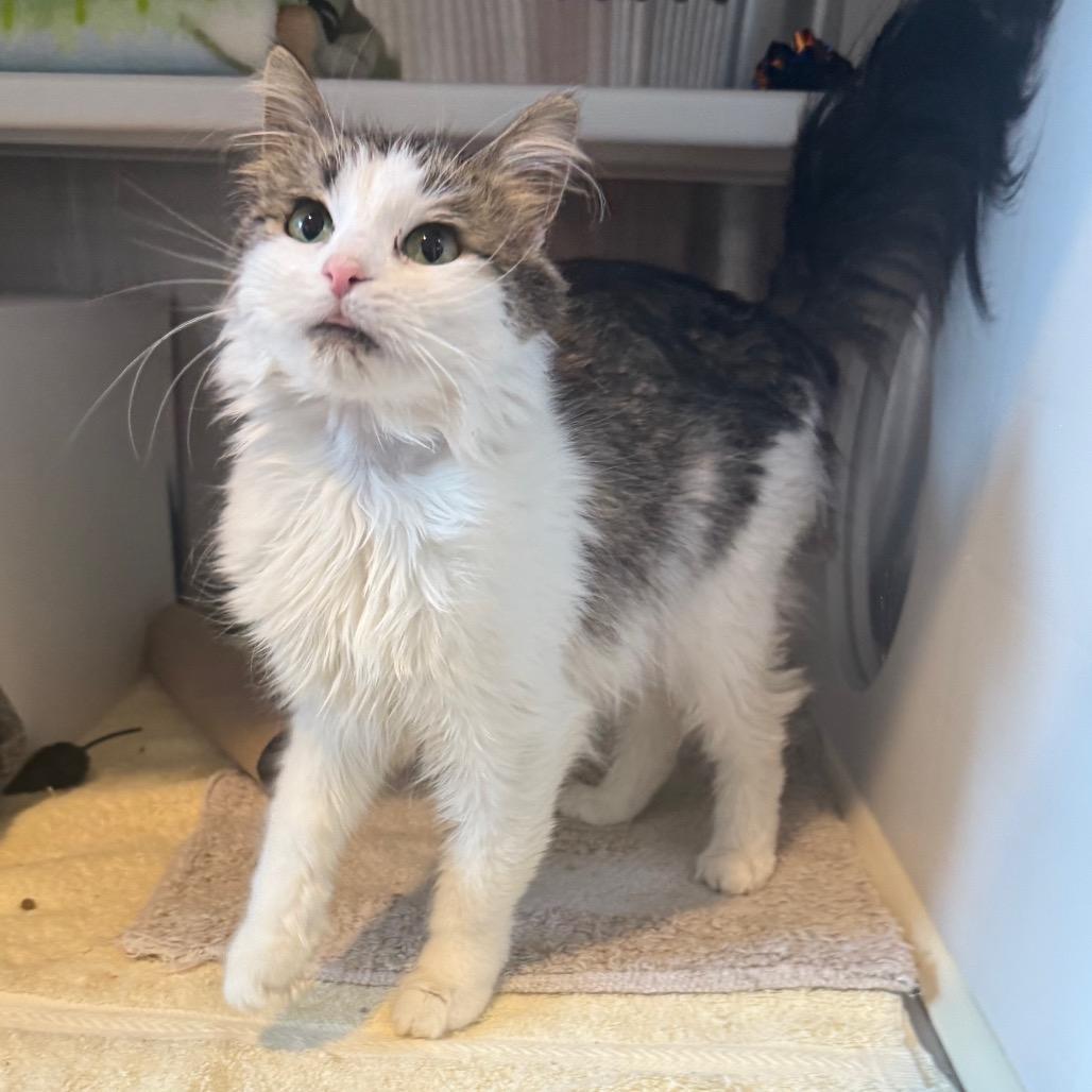 Penny, a Adoptable Domestic Medium Hair in Cedaredge, CO image 5/6