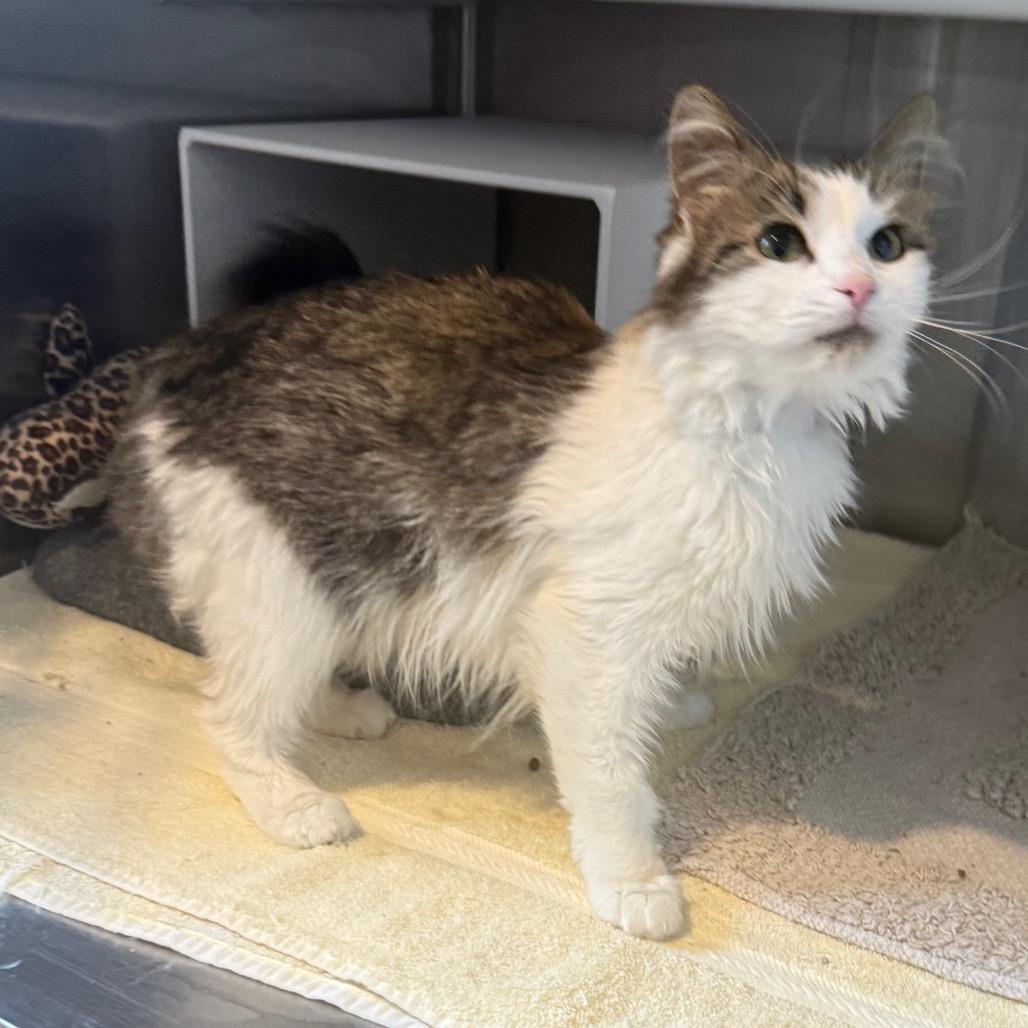 Penny, a Adoptable Domestic Medium Hair in Cedaredge, CO image 6/6