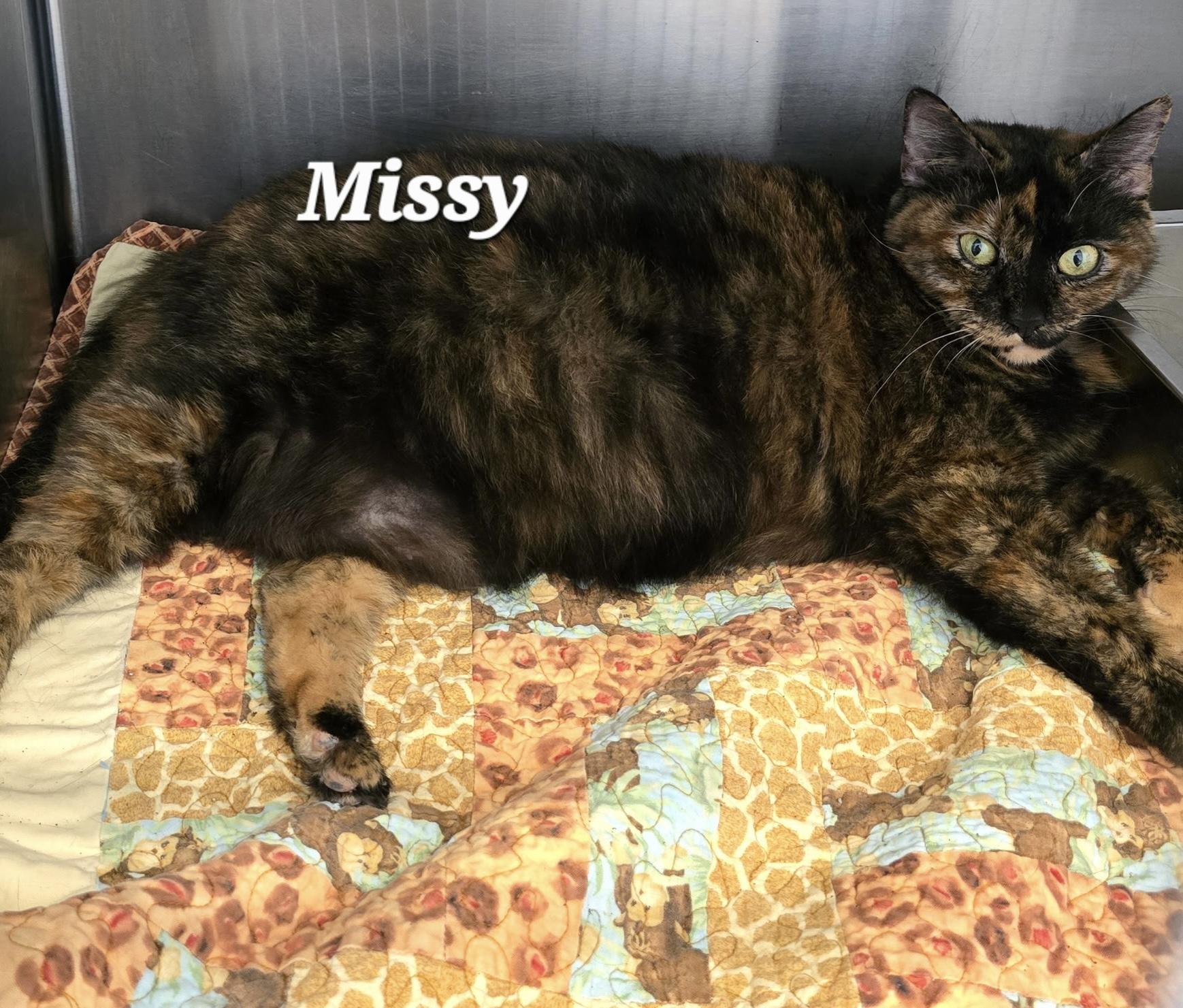 Missy, ADOPTABLE, Adult Female Domestic Short Hair.
