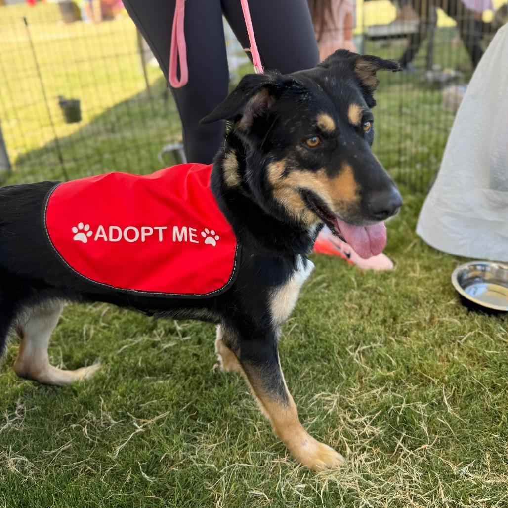 Nala OS NV, Adoptable, Adult Female Shepherd.