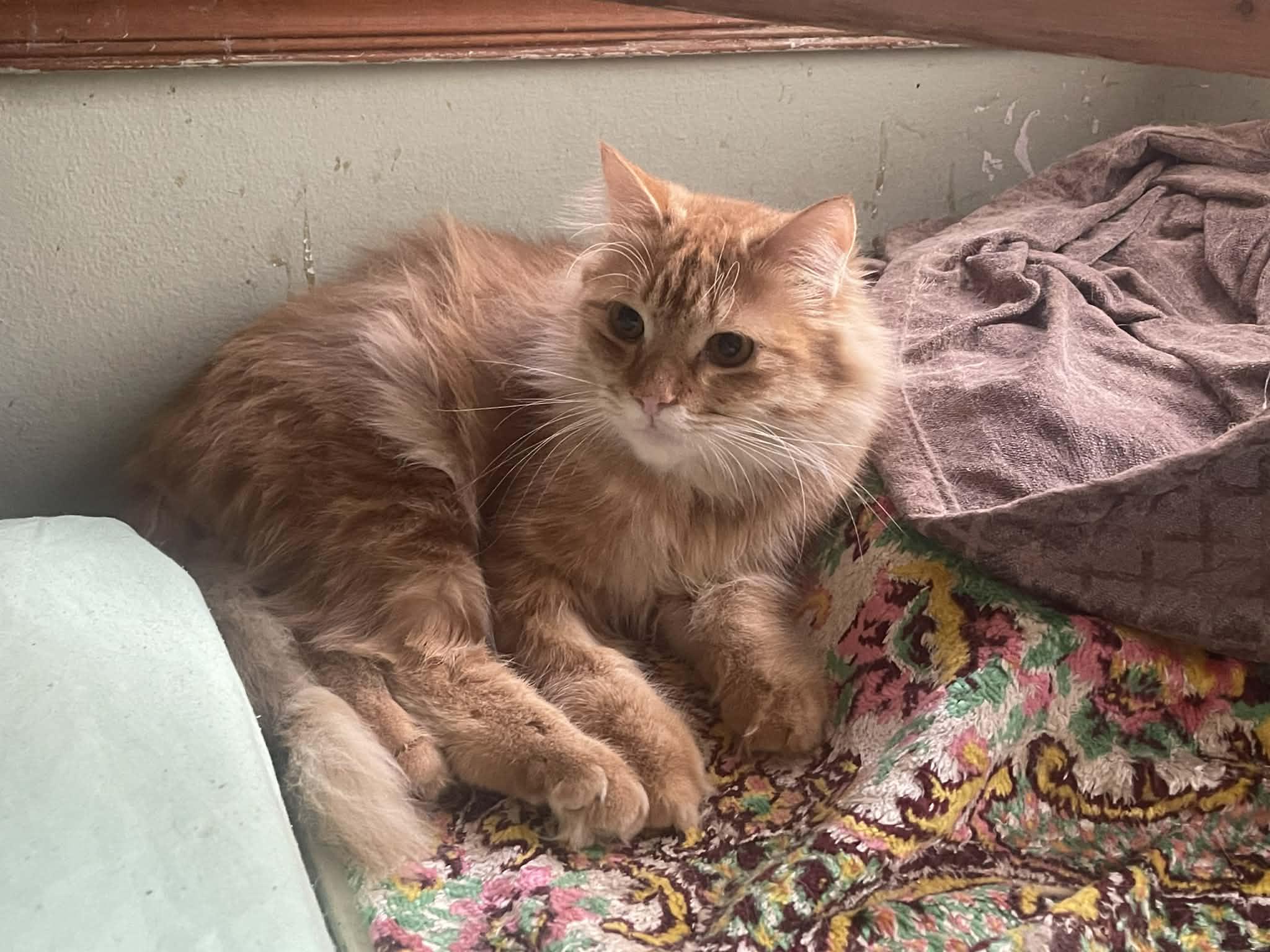 Kajo, ADOPTABLE, Young Male Maine Coon.