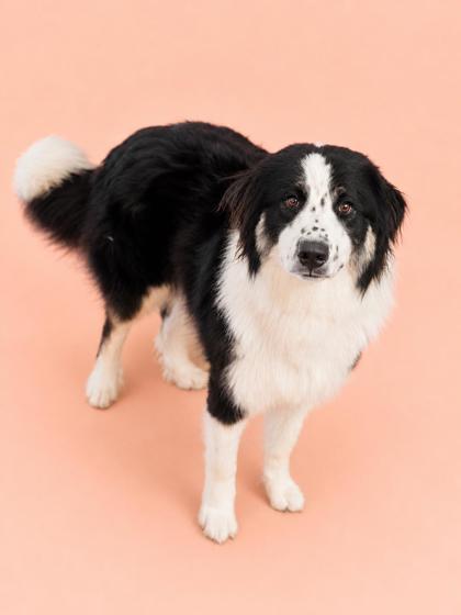 Rex, Adoptable, Adult Male Bernese Mountain Dog & Great Pyrenees.