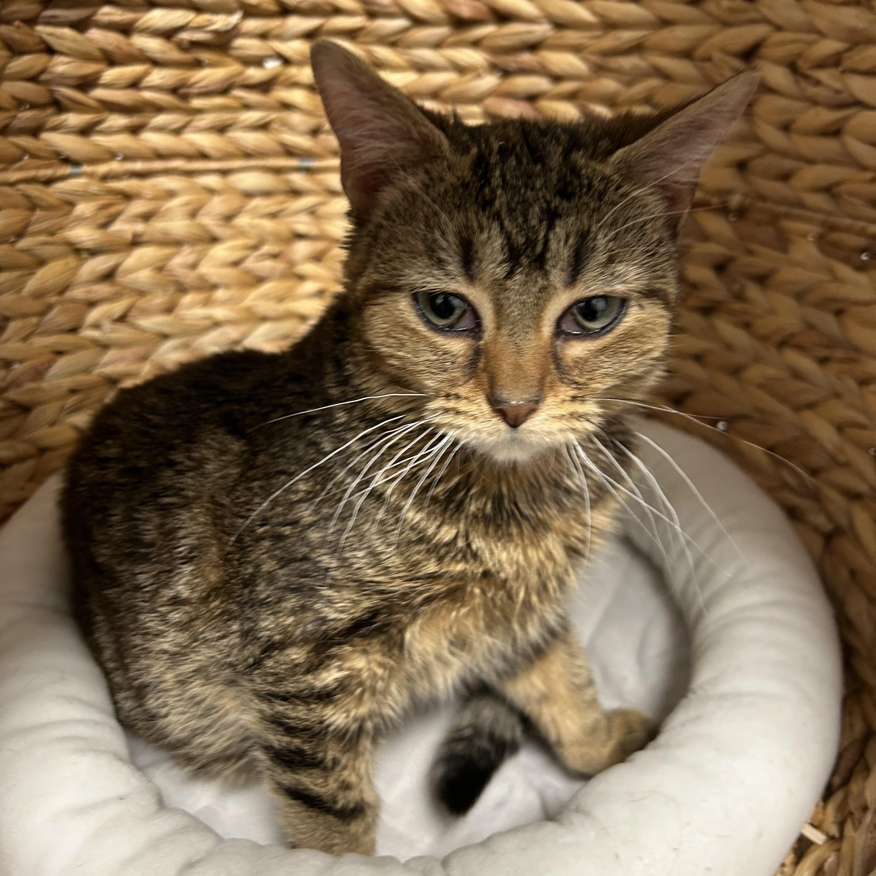 Enlarge Sally, a ADOPTABLE mixed breed in Bryan, OH image 2/3