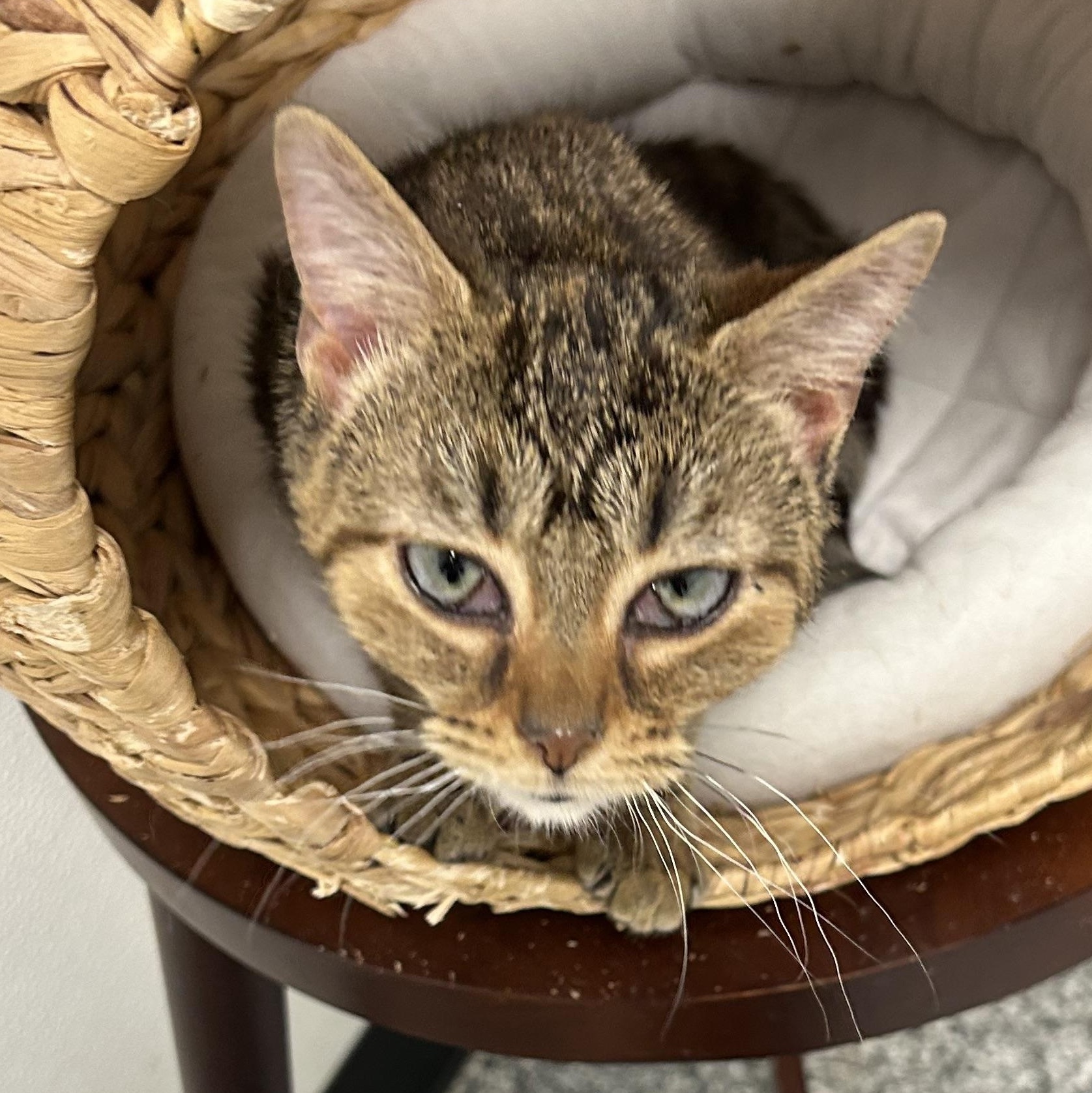 Sally, ADOPTABLE, Young Female Domestic Short Hair.