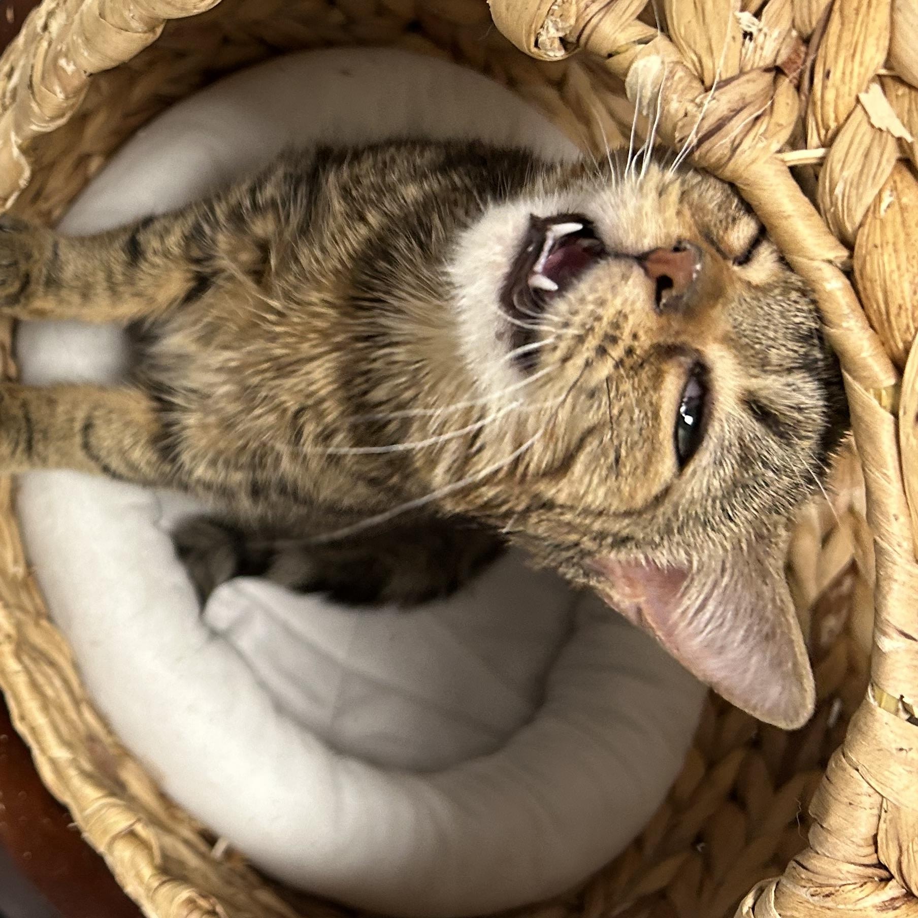 Enlarge Sally, a ADOPTABLE mixed breed in Bryan, OH image 3/3