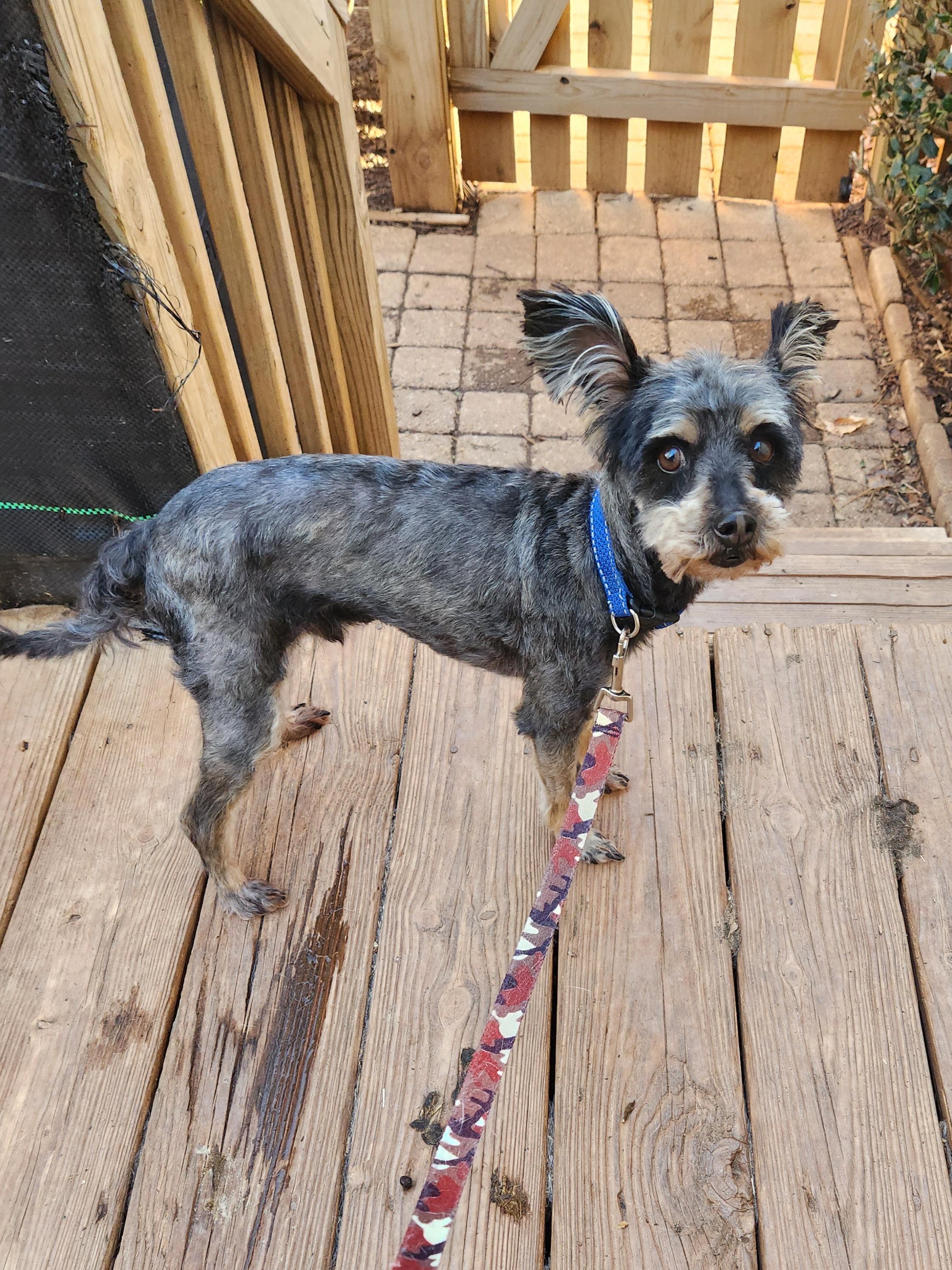 Enlarge GEORGIE, a ADOPTABLE Miniature Schnauzer in Troutman, NC image 1/6