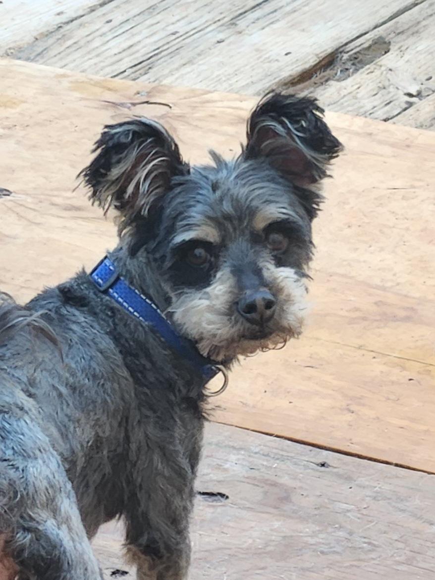 GEORGIE, adopted, Adult Male Miniature Schnauzer.