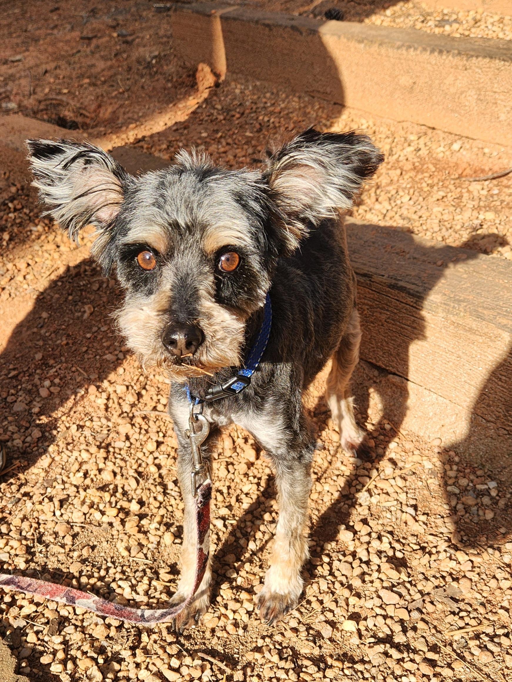 Enlarge GEORGIE, a ADOPTABLE Miniature Schnauzer in Troutman, NC image 6/6