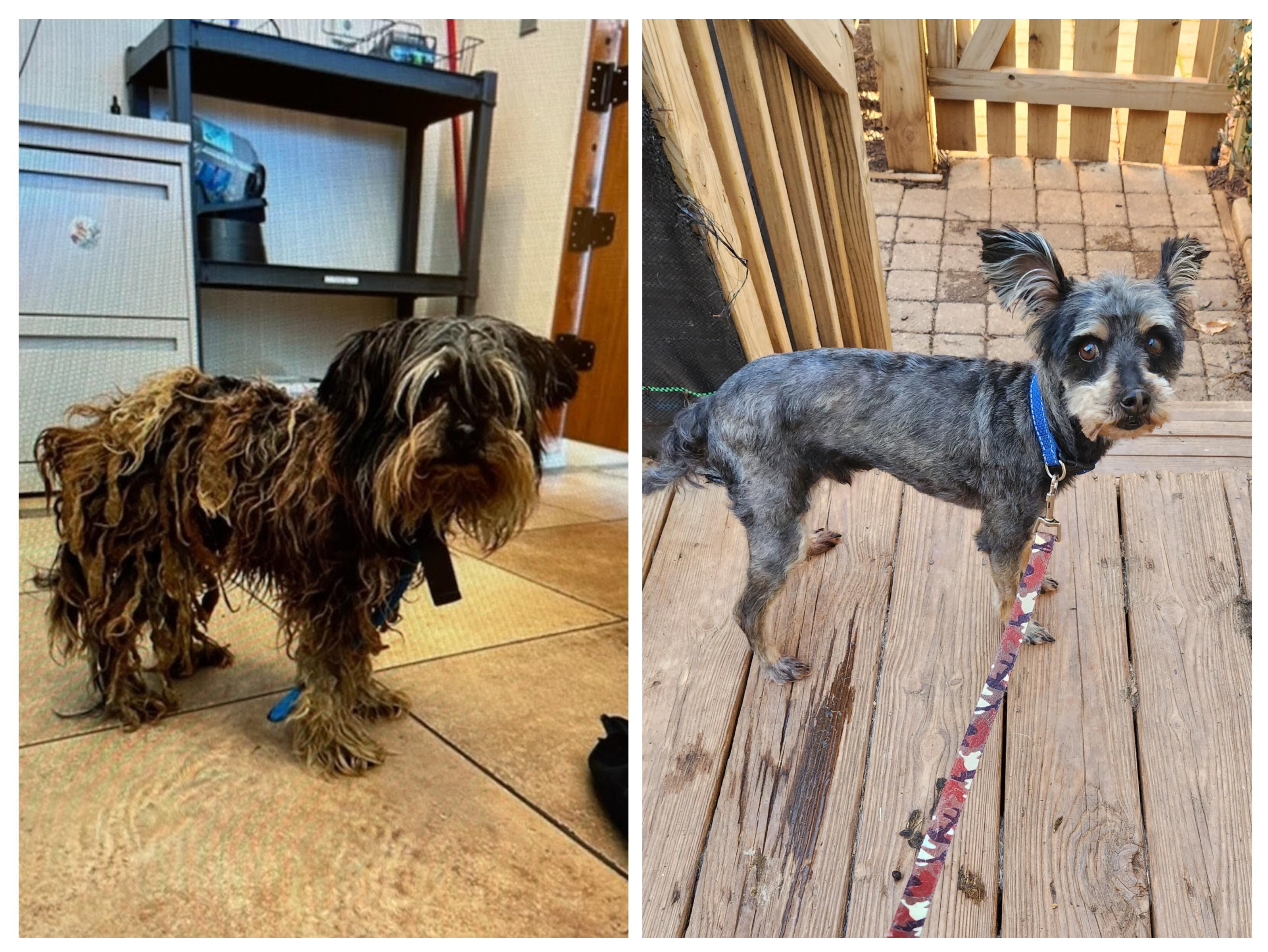 Enlarge GEORGIE, a ADOPTABLE Miniature Schnauzer in Troutman, NC image 5/6