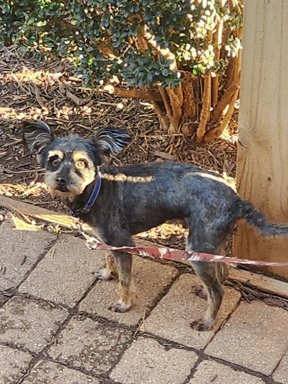 Enlarge GEORGIE, a ADOPTABLE Miniature Schnauzer in Troutman, NC image 2/6