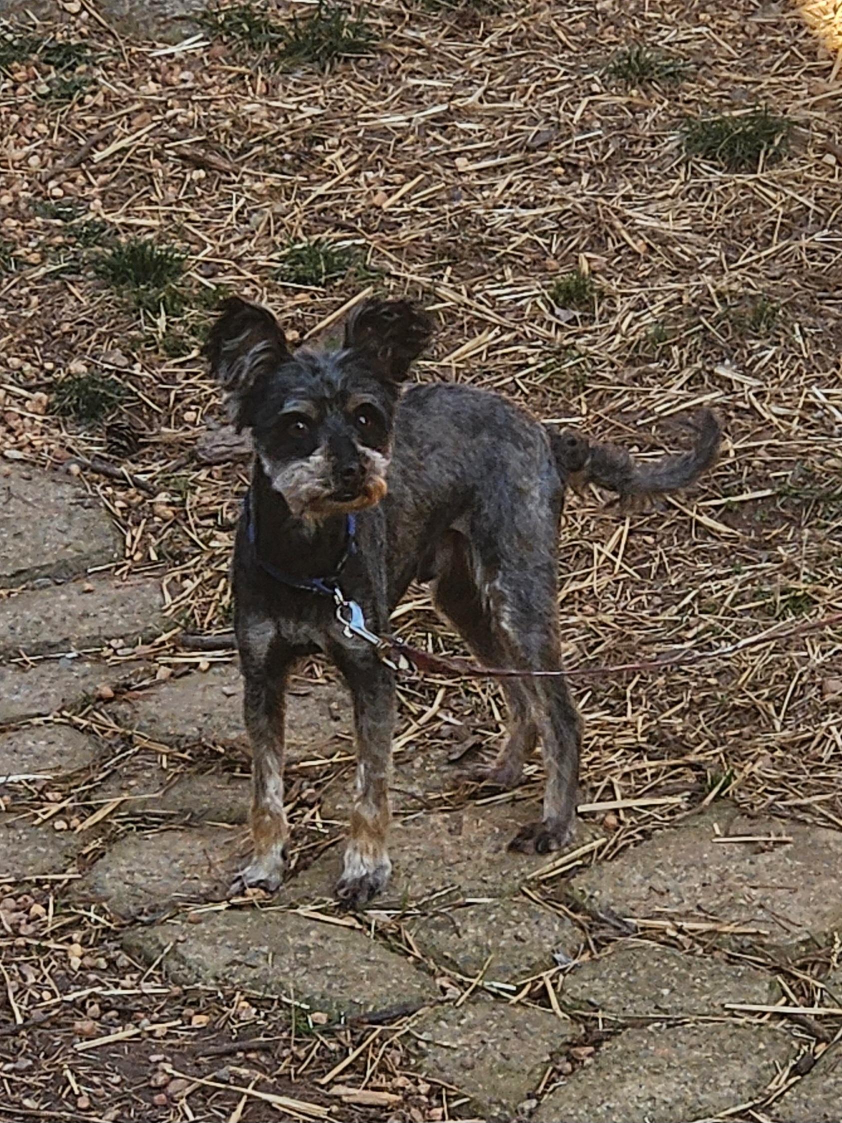 Enlarge GEORGIE, a ADOPTABLE Miniature Schnauzer in Troutman, NC image 3/6