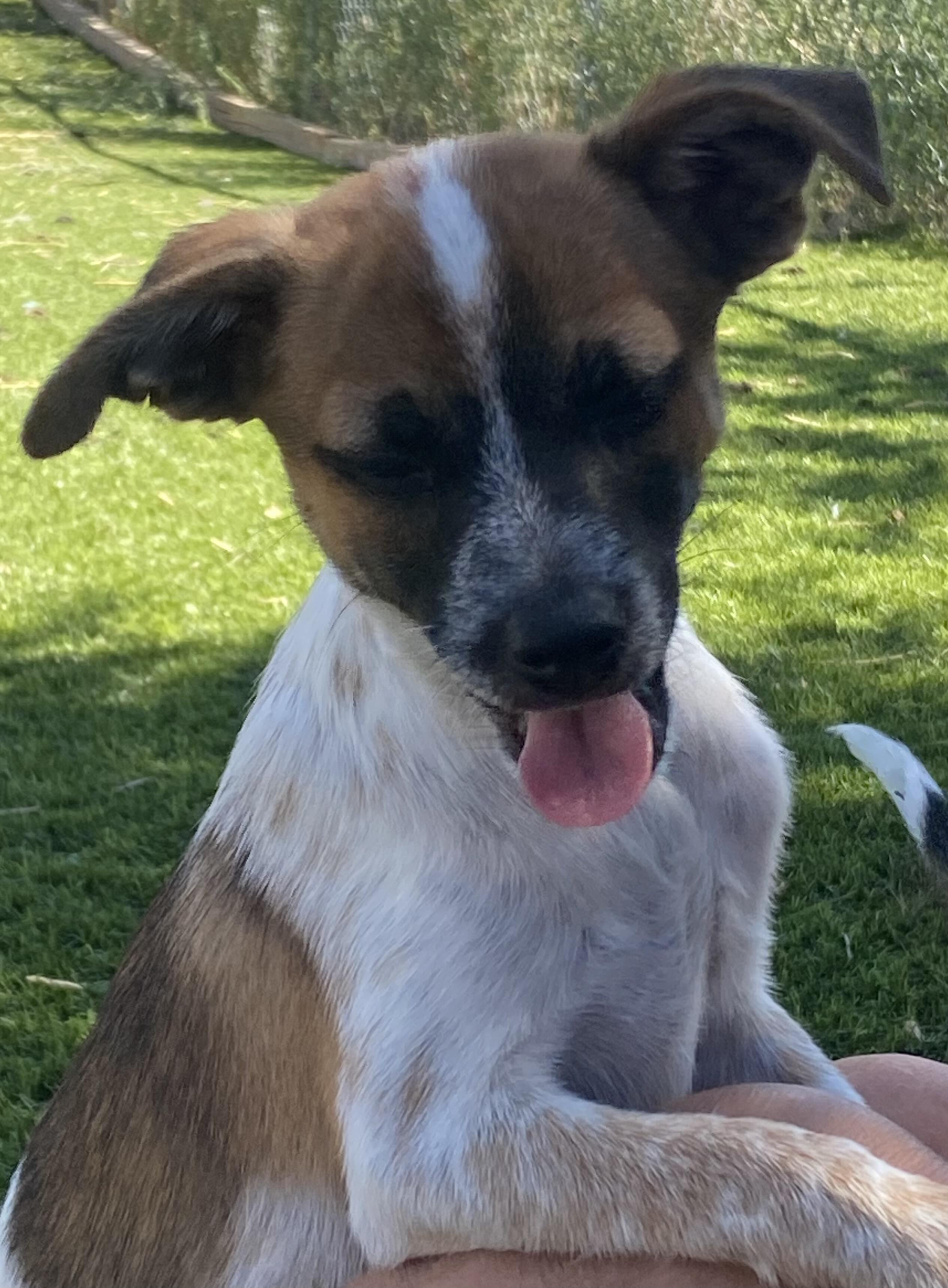 Pluto, Adoptable, Puppy Male Chihuahua.