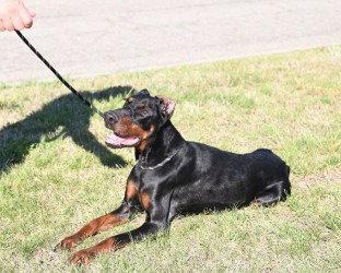 Enlarge DA 35 Aurora, a Adoptable Doberman Pinscher in Glen Allen, VA image 1/3