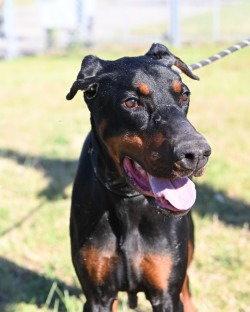 Enlarge DA 35 Aurora, a Adoptable Doberman Pinscher in Glen Allen, VA image 2/3
