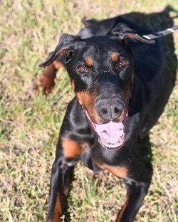 Enlarge DA 35 Aurora, a Adoptable Doberman Pinscher in Glen Allen, VA image 3/3