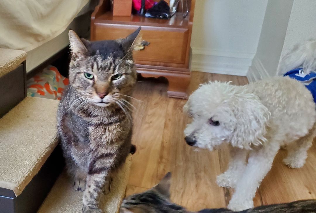 Mister, a Adoptable Domestic Short Hair in Sellersburg, IN image 1/12