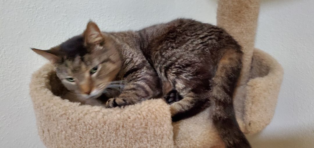 Mister, a Adoptable Domestic Short Hair in Sellersburg, IN image 2/12