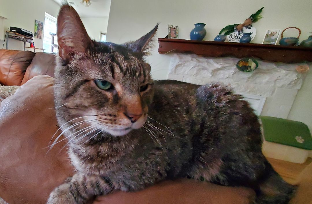 Mister, a Adoptable Domestic Short Hair in Sellersburg, IN image 3/12