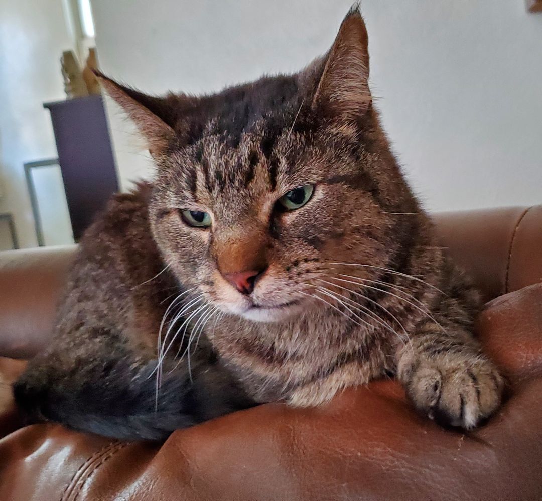 Mister, a Adoptable Domestic Short Hair in Sellersburg, IN image 4/12