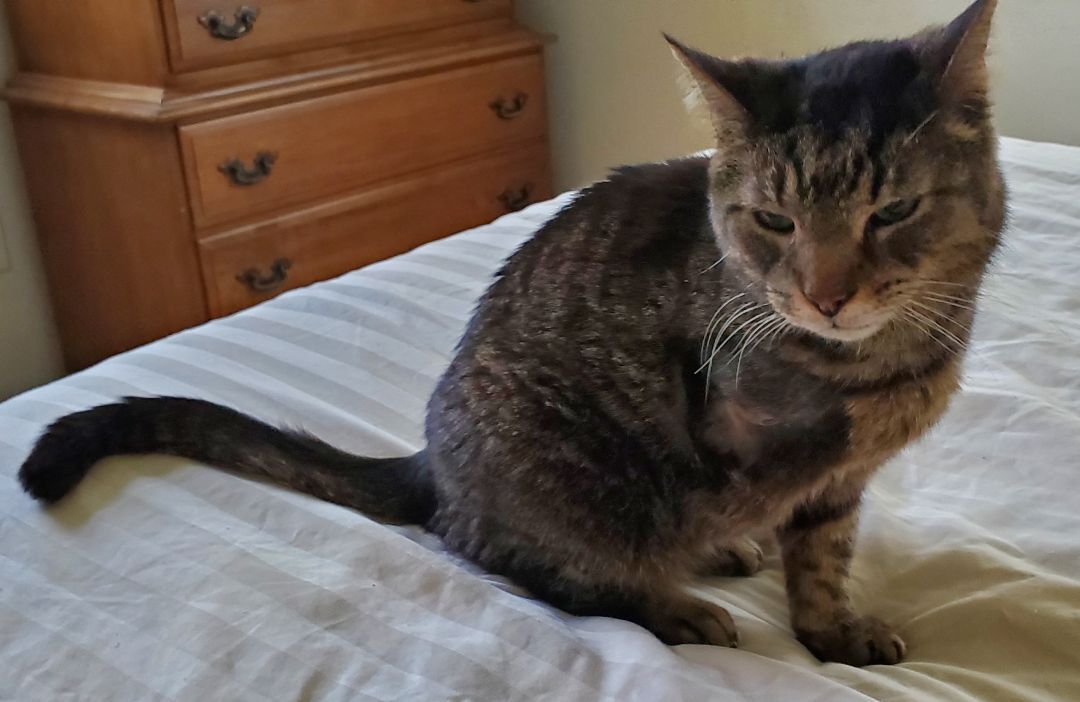 Mister, a Adoptable Domestic Short Hair in Sellersburg, IN image 5/12