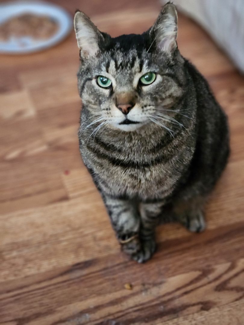 Mister, a Adoptable Domestic Short Hair in Sellersburg, IN image 6/12