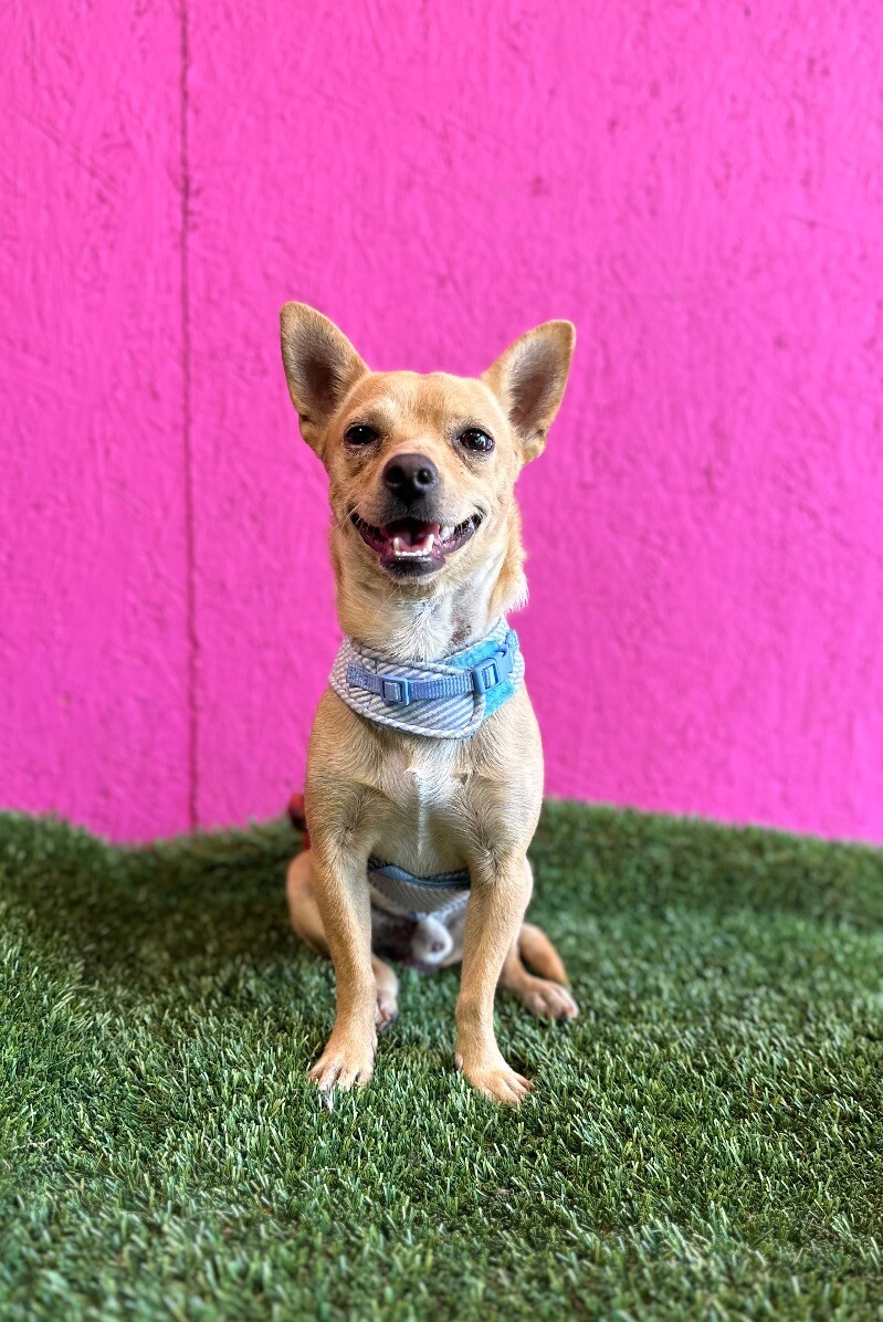 Dog for adoption Oj, a Chihuahua Mix in Aliso Viejo, CA Petfinder
