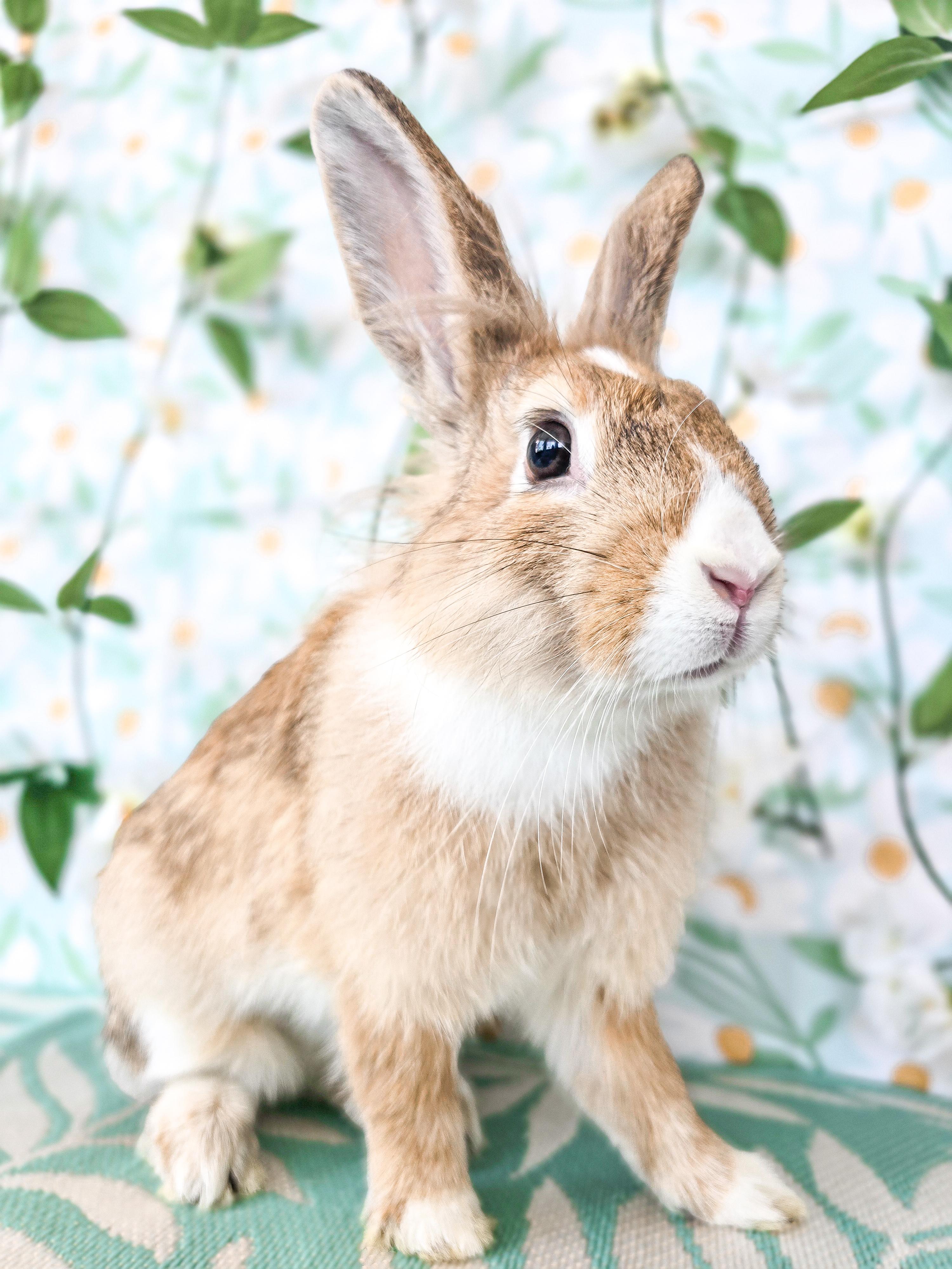 Jessica, an adopted Lionhead in Long Beach, CA image 3/3