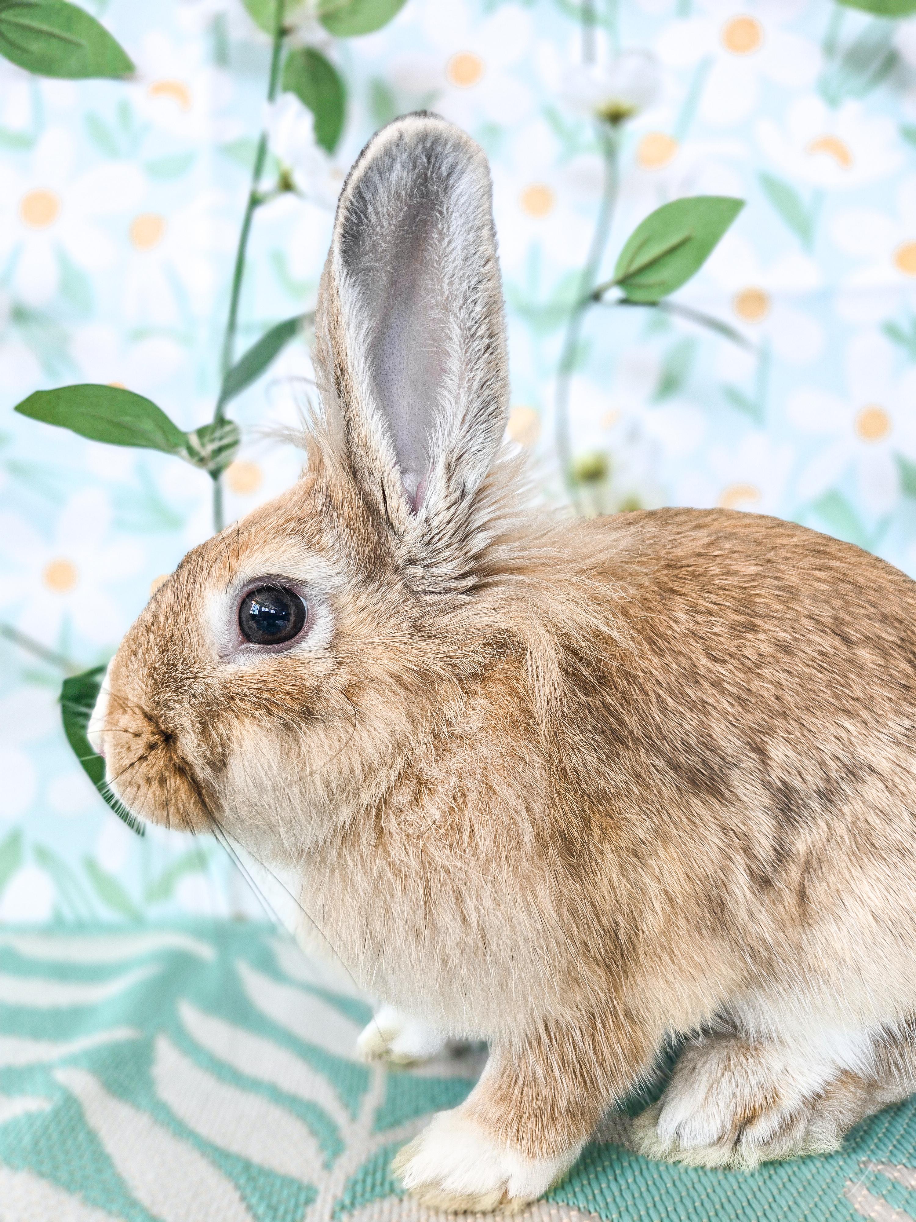 Jessica, an adopted Lionhead in Long Beach, CA image 2/3