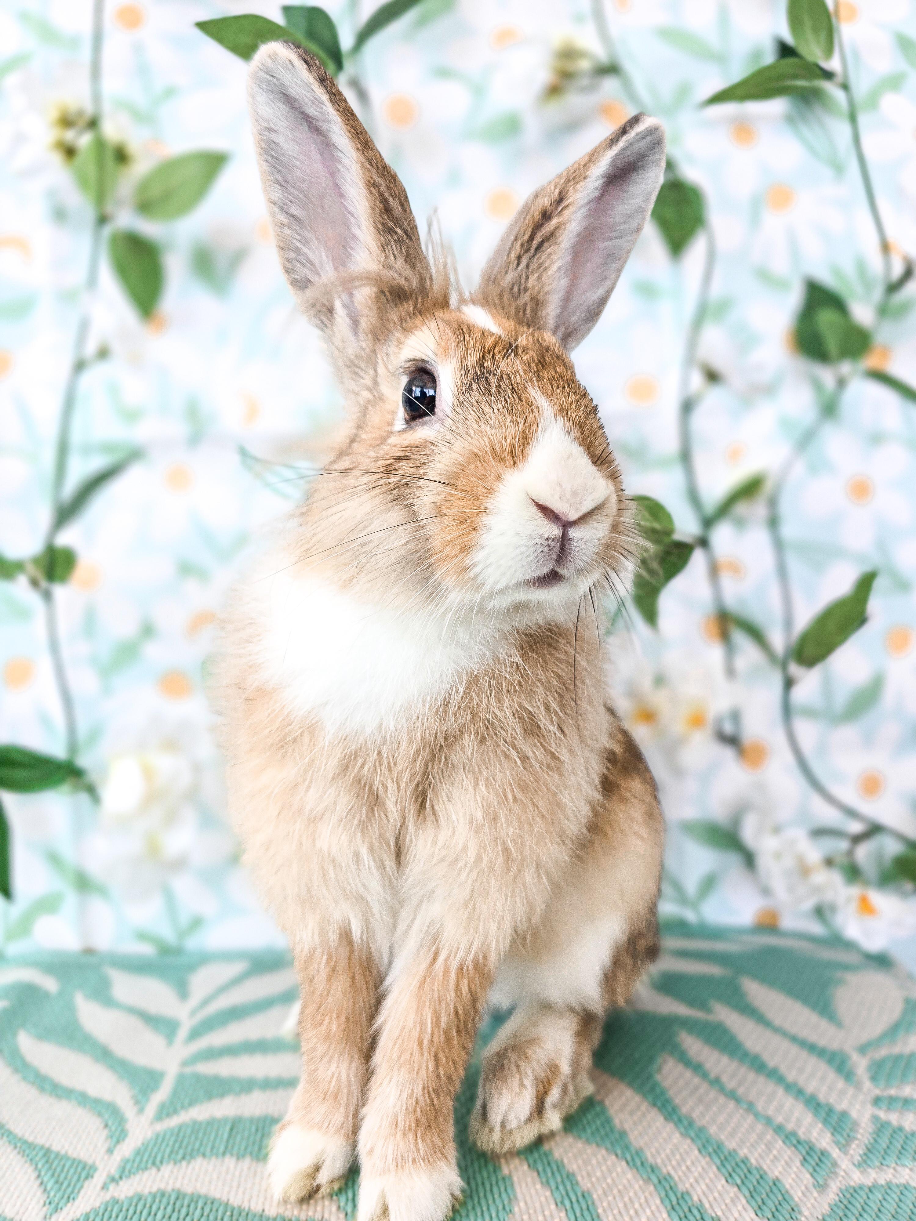 Jessica, an adopted Lionhead in Long Beach, CA image 1/3