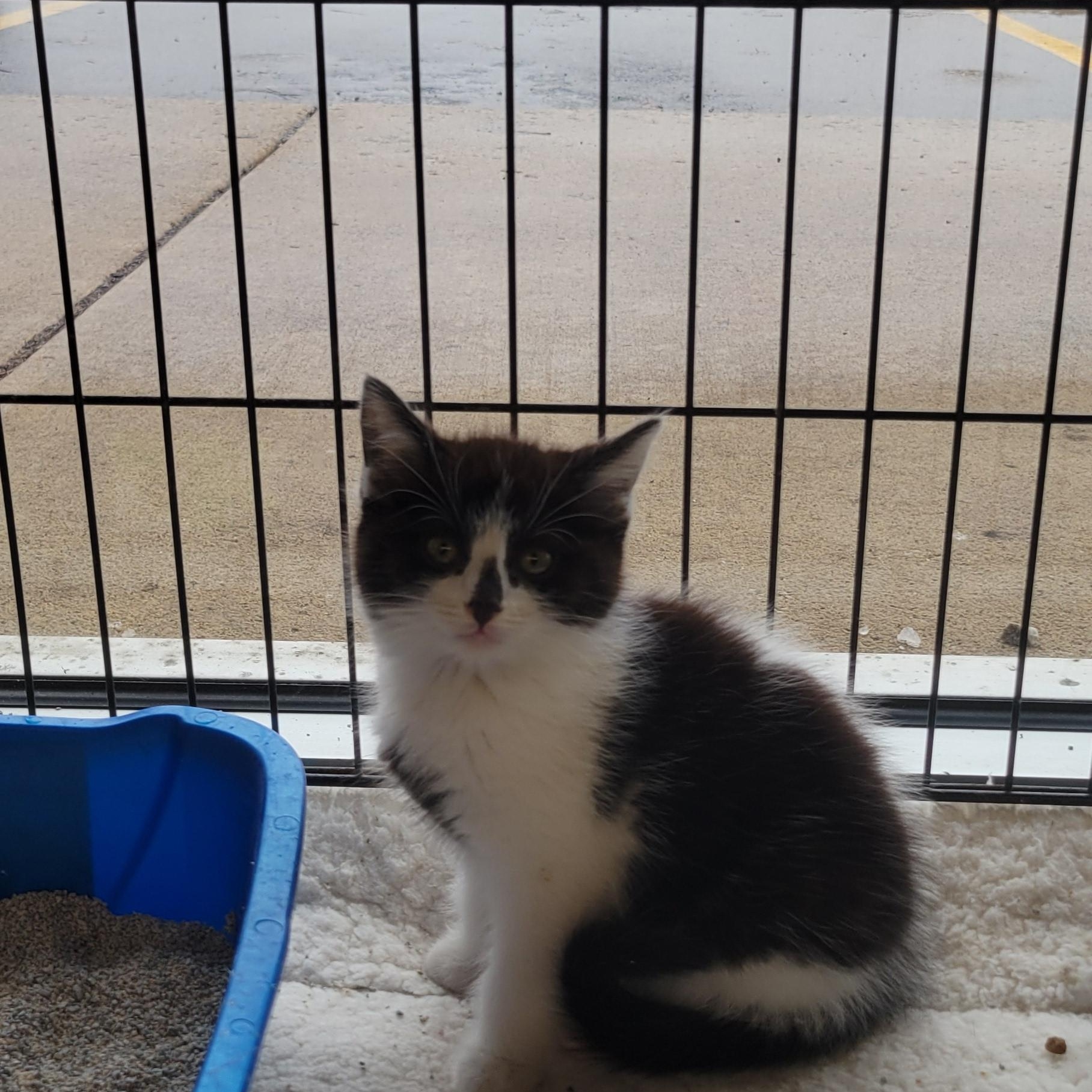 Enlarge Minnie, an adopted mixed breed in Racine, WI image 1/1