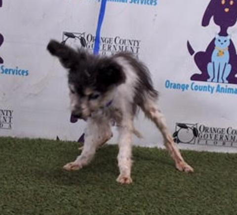 Enlarge Brewster, a Adopted mixed breed in Osteen, FL image 1/1