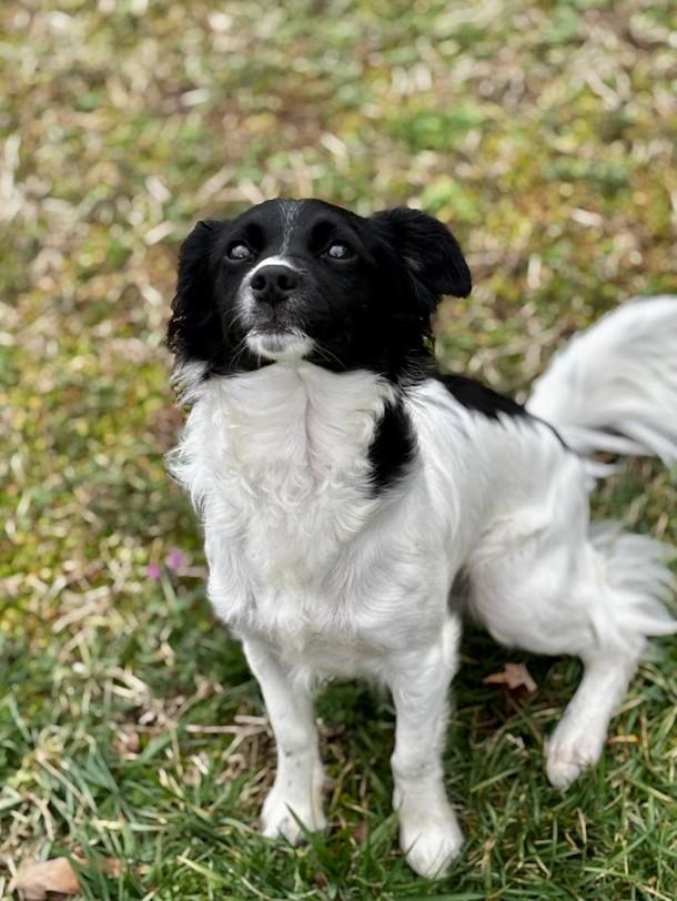 Enlarge Rocky, a ADOPTABLE mixed breed in Joppa, AL image 4/4