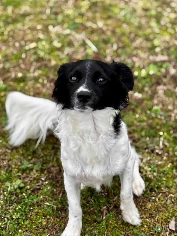 Enlarge Rocky, a ADOPTABLE mixed breed in Joppa, AL image 1/4