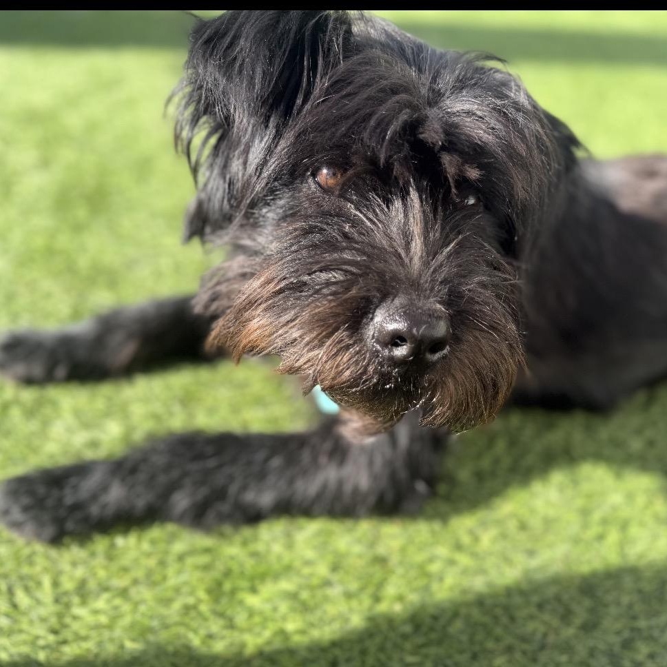 Enlarge Riley, a ADOPTABLE Schnoodle in Colorado Springs , CO image 2/4