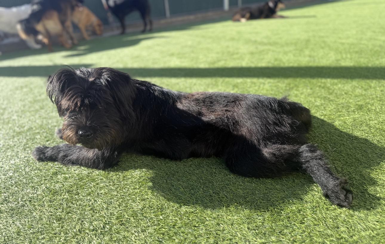 Enlarge Riley, a ADOPTABLE Schnoodle in Colorado Springs , CO image 4/4