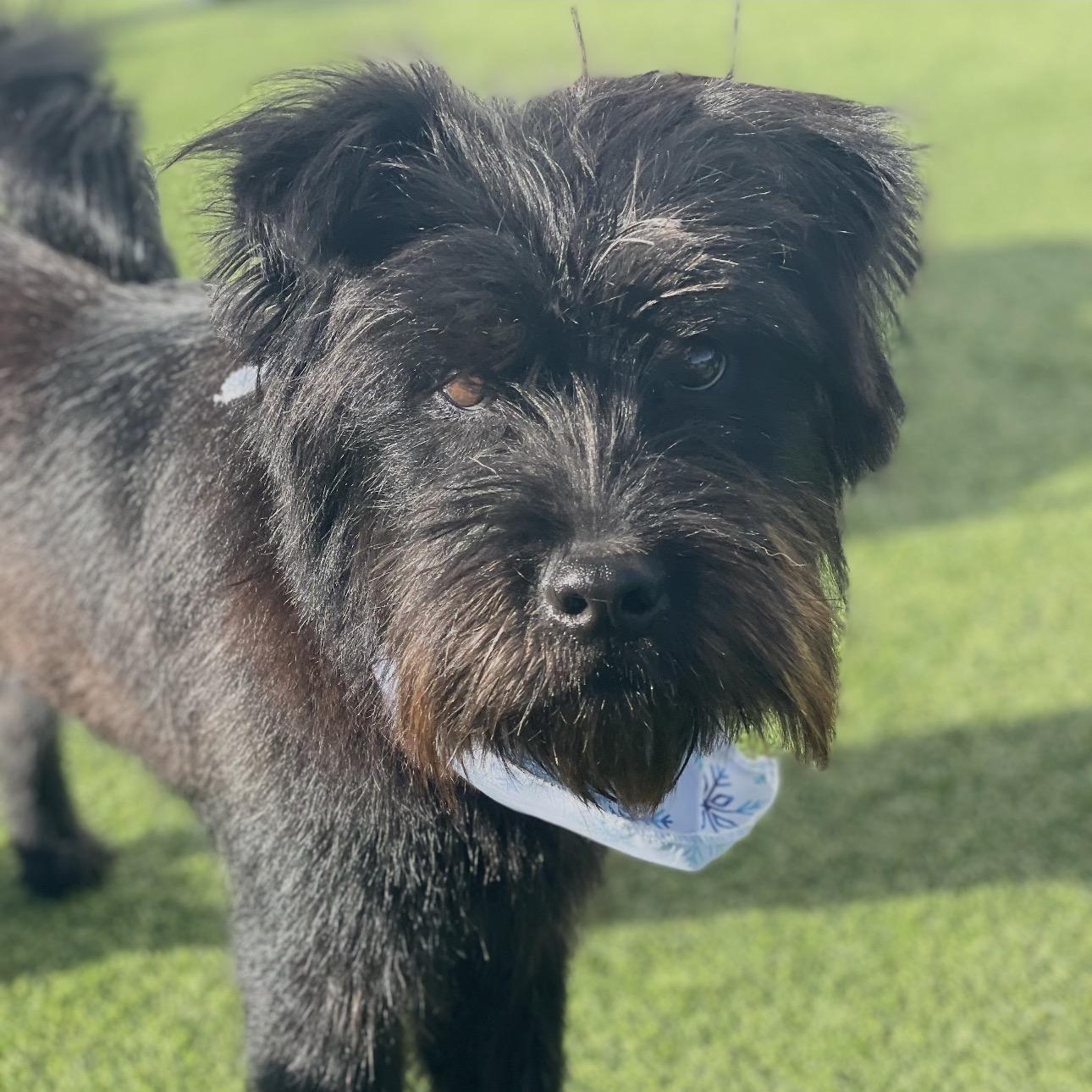 Enlarge Riley, a ADOPTABLE Schnoodle in Colorado Springs , CO image 1/4