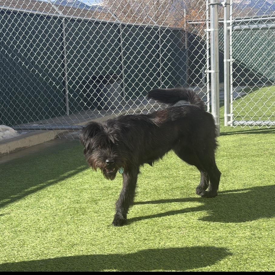Enlarge Riley, a ADOPTABLE Schnoodle in Colorado Springs , CO image 3/4