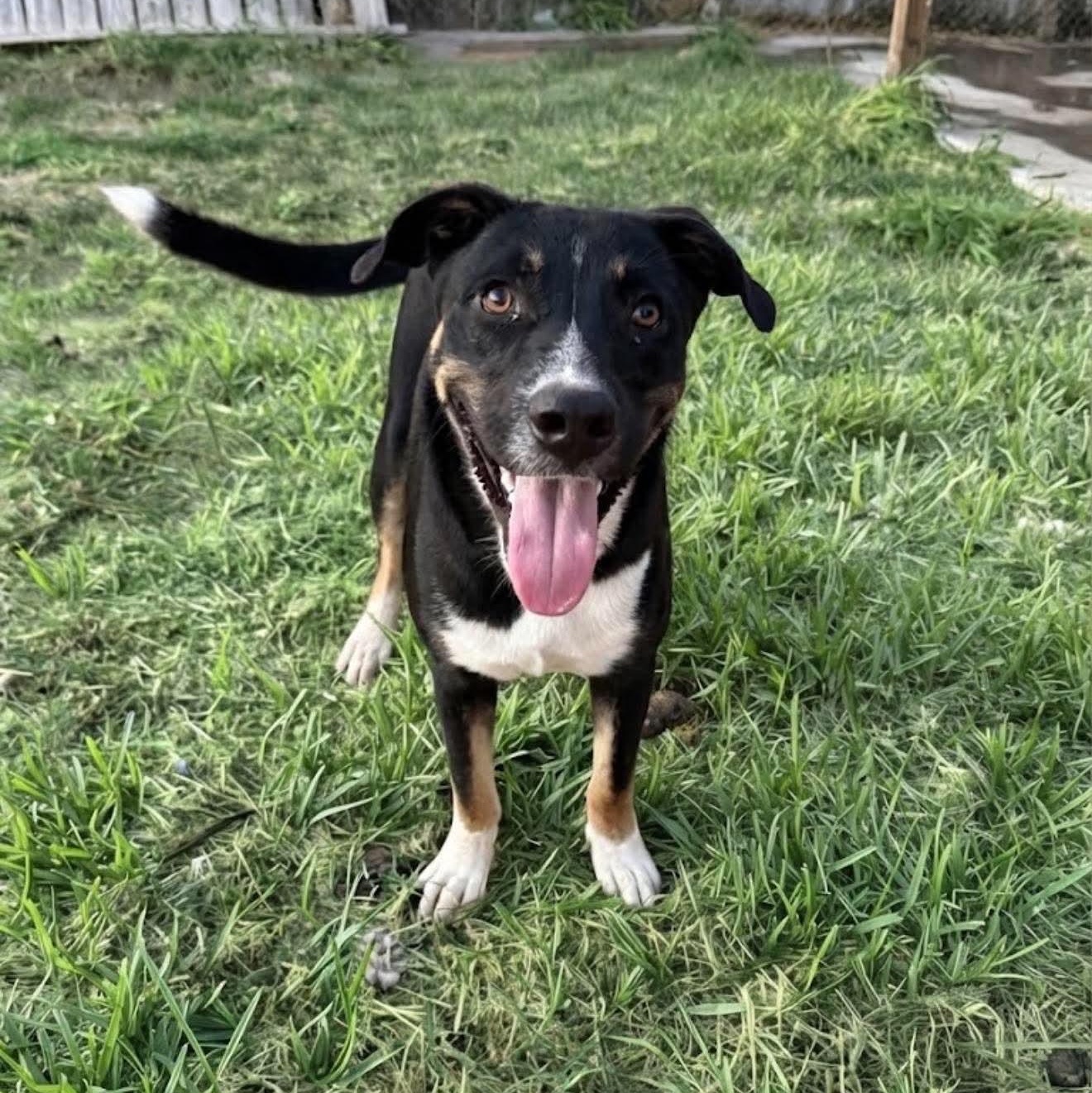Enlarge Ross, a Adoptable mixed breed in New York, NY image 2/4