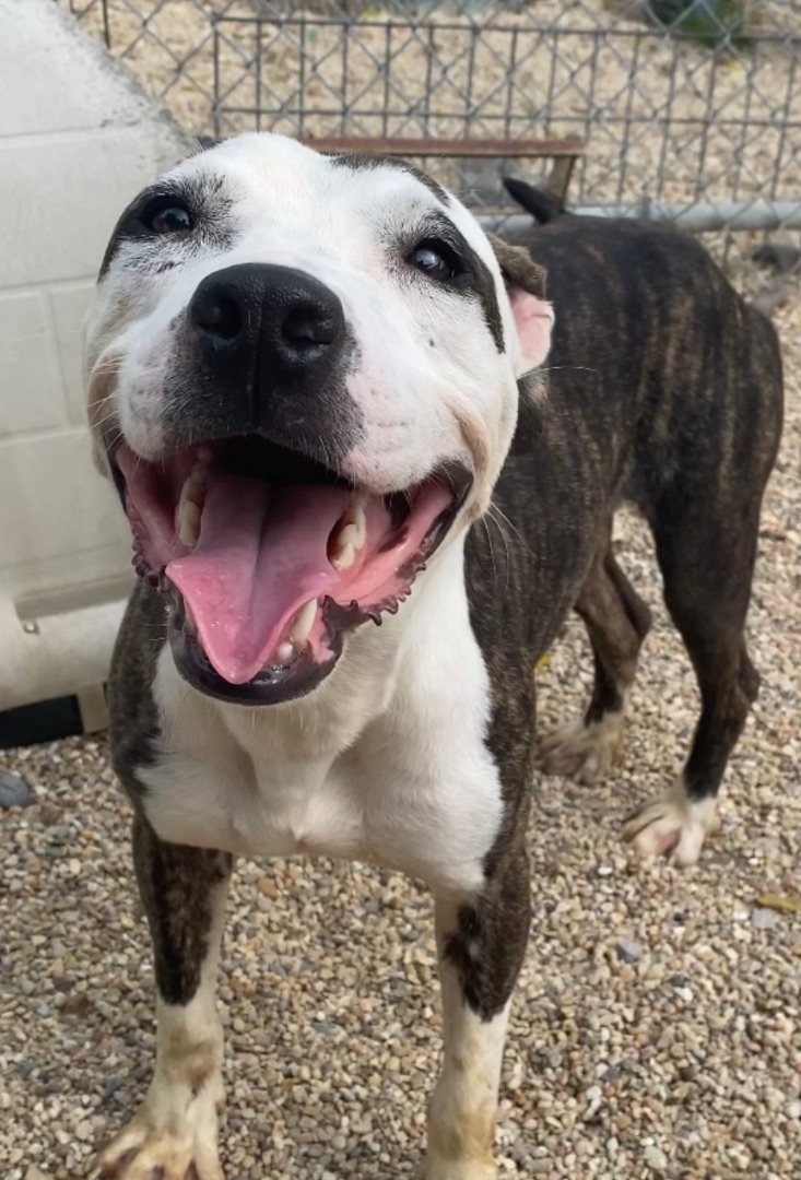 Enlarge Scrapper, a Adoptable Mixed Breed in Rayne, LA image 1/3