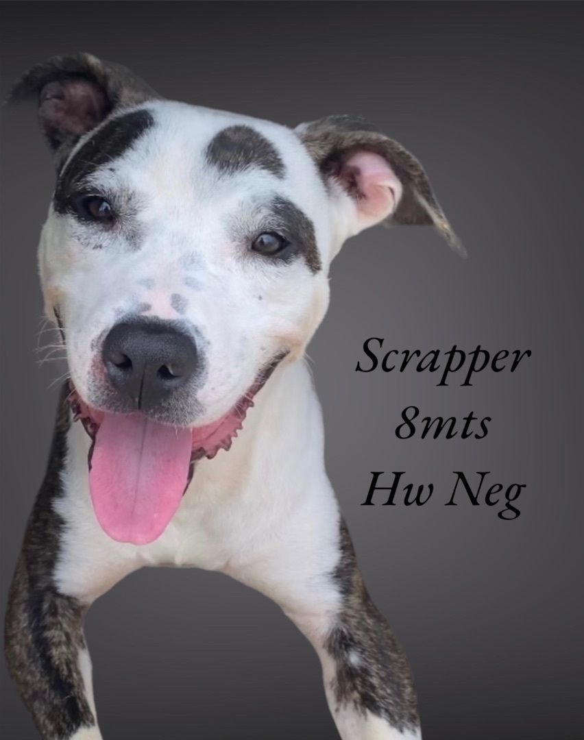 Enlarge Scrapper, a Adoptable Mixed Breed in Rayne, LA image 2/3