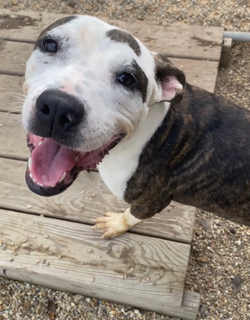Enlarge Scrapper, a Adoptable Mixed Breed in Rayne, LA image 3/3